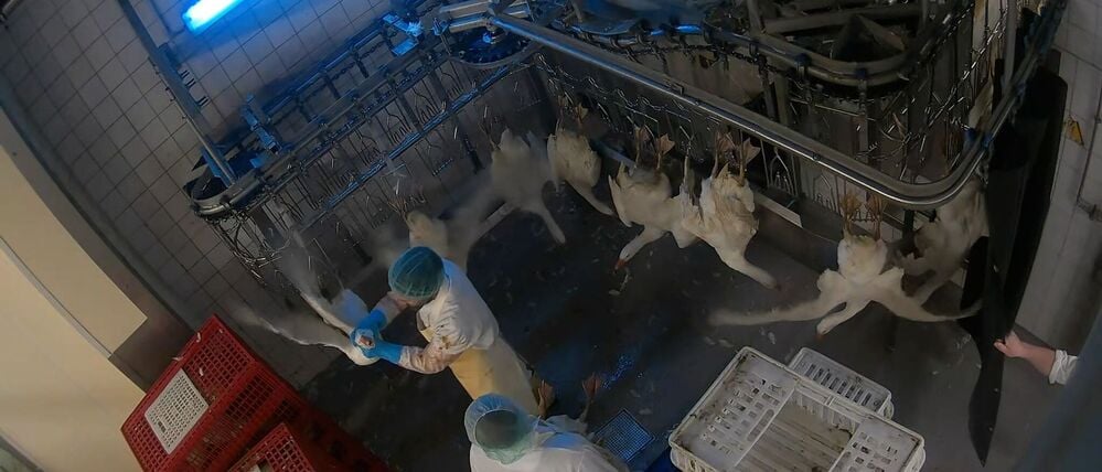 Die Aufnahme zeigt, wie ein Mitarbeitender eines Geflügelschlachthofs eine lebende Gans grob am Kopf misshandelt.