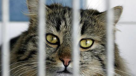 148496_1_120607katzen_ddp2x15.jpg