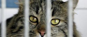 148496_1_120607katzen_ddp2x15.jpg