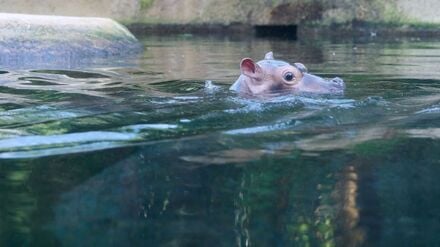 Das kleine Flusspferd im Berliner Zoo bekommt den Namen Willi Wackelöhrchen. (Archivbild)