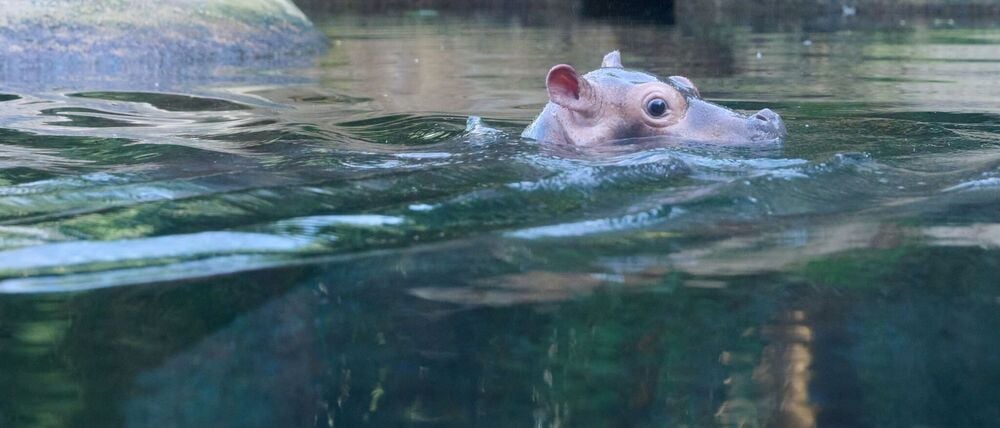 Das kleine Flusspferd im Berliner Zoo bekommt den Namen Willi Wackelöhrchen. (Archivbild)