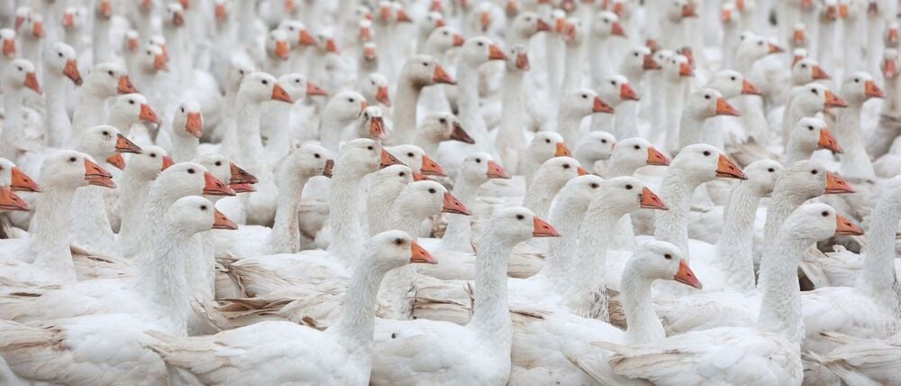 Ein Geflügelbetrieb in der Gemeinde Seddiner See will Vorwürfe von Tierschutz-Verstößen in seiner Schlachterei aufklären und reagiert unter anderem mit einer Videoüberwachung. (Symbolbild)