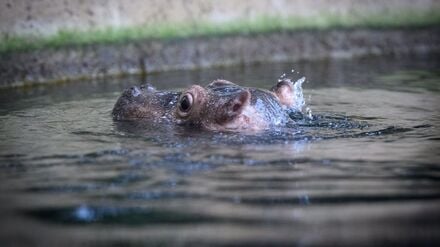 Nicht aus Schokolade: Das junge Flusspferd aus dem Zoo soll künftig Willi Wackelöhrchen heißen.