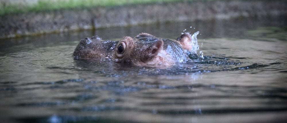 Nicht aus Schokolade: Das junge Flusspferd aus dem Zoo soll künftig Willi Wackelöhrchen heißen.