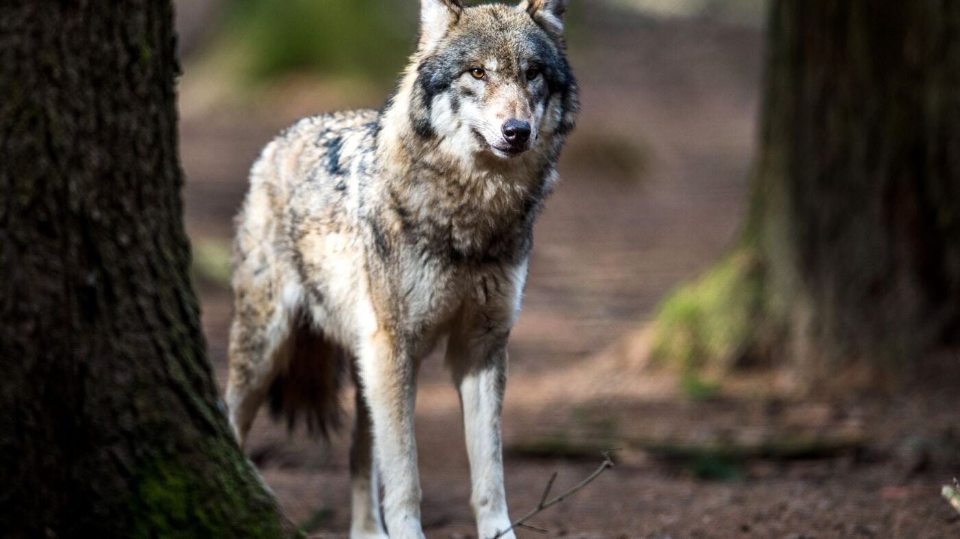 Tiere: Wolfs-Abschüsse sollen leichter werden
