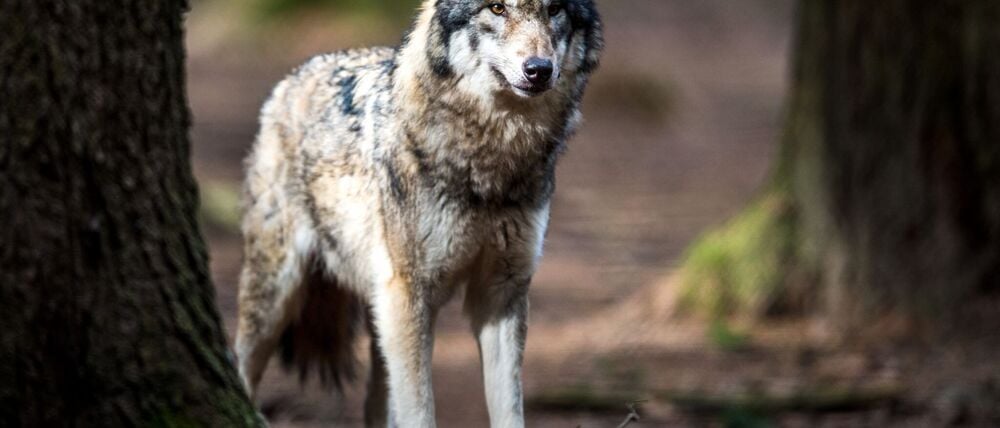Die Hürden für Abschüsse von Wölfen sollen kleiner werden.