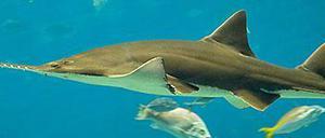 Sägefisch
