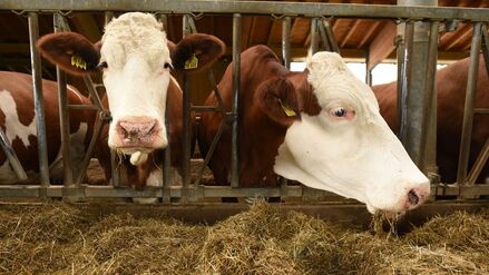 Kühe stehen in einem Stall.