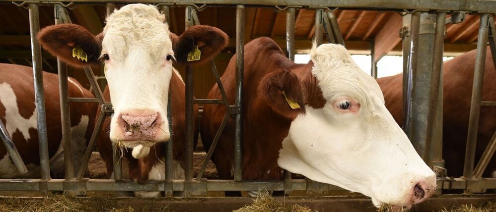 Kühe stehen in einem Stall.