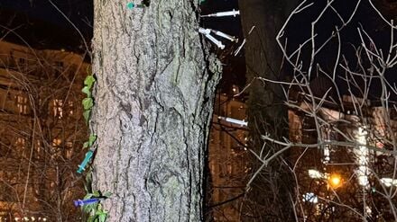 Am 16. Dezember wurde das Bezirksamt durch eine Presseanfrage auf den Spritzen-Baum in der Hasenheide aufmerksam.