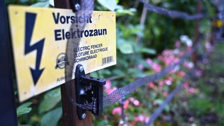 Wildschweine durchwühlen in Kleinmachnow Vorgärten und hinterlassen Schäden. Zum Schutz haben Anwohner Zäune aufgebaut. (Archivbild)