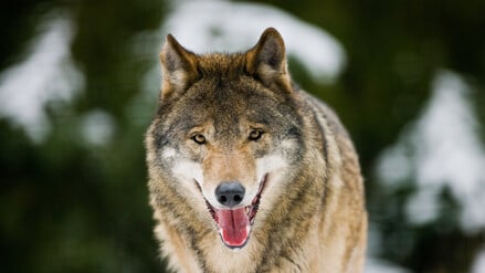 Ein Wolf im Wildpark Schorfheide nördlich von Berlin.