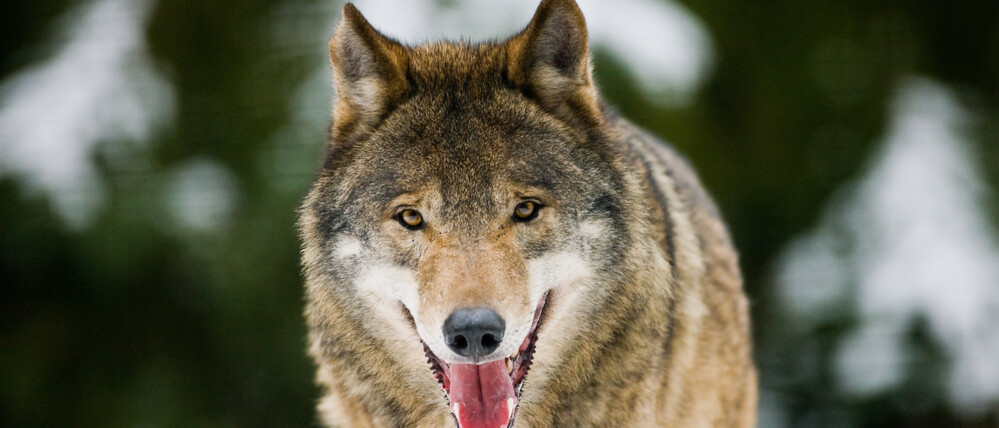 Ein Wolf im Wildpark Schorfheide nördlich von Berlin.