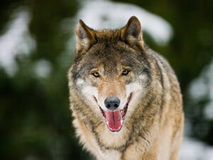 Ein Wolf im Wildpark Schorfheide nördlich von Berlin.