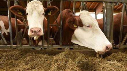 Anfang der Woche war erstmals seit 2009 ein Fall der Blauzungenkrankheit vom Serotyp 8 in Meißen (Sachsen) nachgewiesen worden. (Symbolbild)