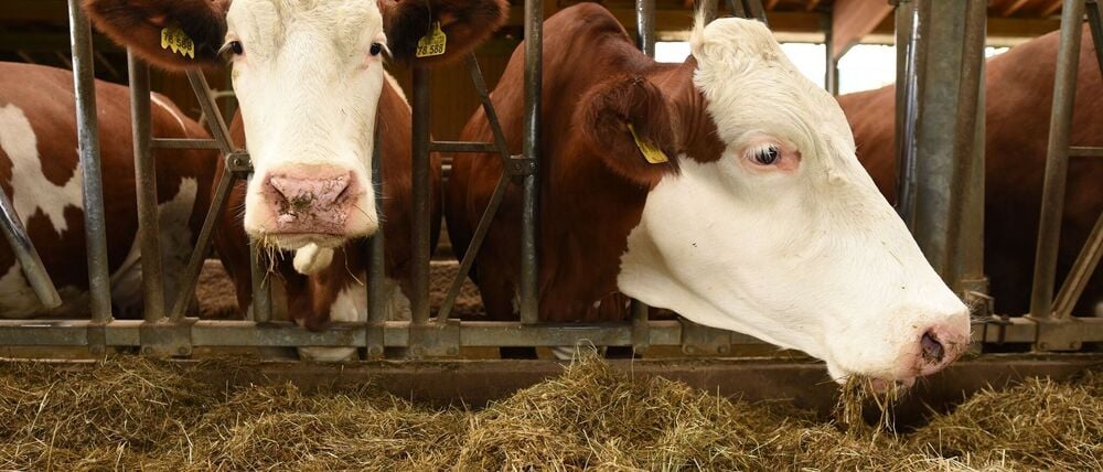 Anfang der Woche war erstmals seit 2009 ein Fall der Blauzungenkrankheit vom Serotyp 8 in Meißen (Sachsen) nachgewiesen worden. (Symbolbild)