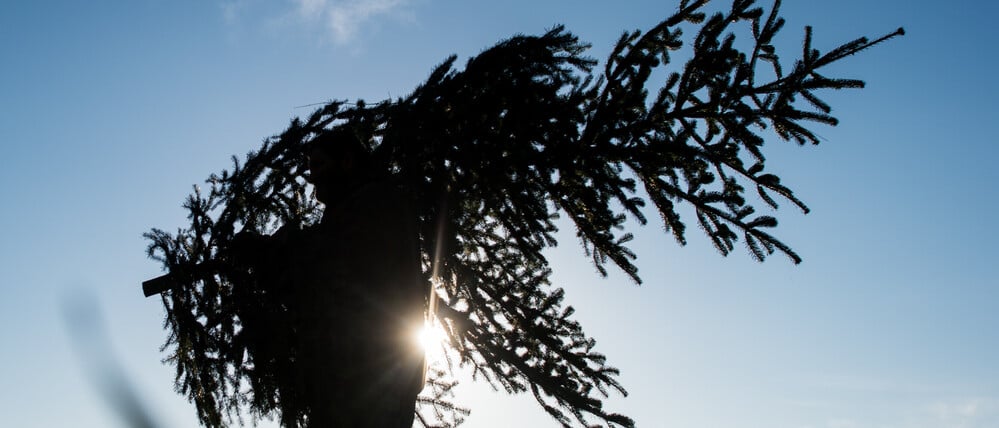 Nordmanntannen sind besonders beliebt als Weihnachtsbäume, auch auf dem Schwarzmarkt.