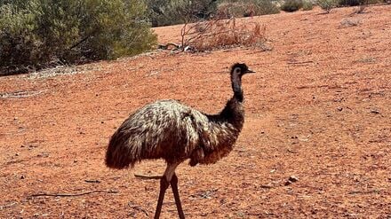 Emus kommen in freier Wildbahn in Australien vor. (Symbolbild)
