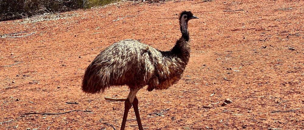Emus kommen in freier Wildbahn in Australien vor. (Symbolbild)