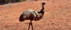 Emus kommen in freier Wildbahn in Australien vor. (Symbolbild)