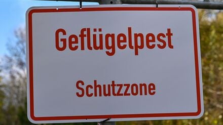 Wieder müssen tausende Tiere wegen eines Geflügelpest-Ausbruchs getötet werden. Der Landkreis Havelland hat Schutzvorkehrungen erhöht.  (Archivbild)