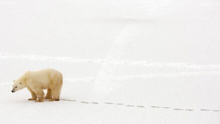 Ein Eisbär läuft im Schnee in der Nähe der Hudson Bay und wartet darauf, dass die Bucht zufriert.