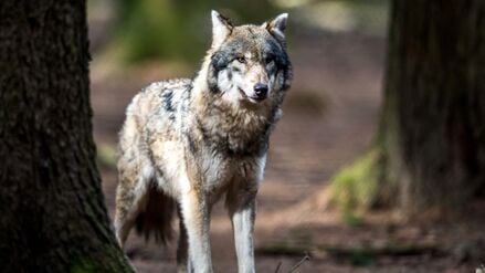 Laut Landesamt für Umwelt handelt es sich bei den Tieren im Video um Jungwölfe. (Symbolbild)