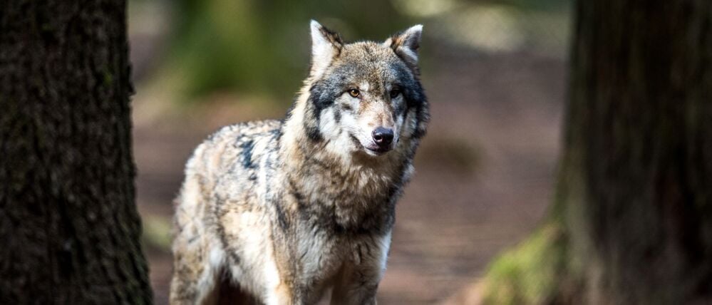 Laut Landesamt für Umwelt handelt es sich bei den Tieren im Video um Jungwölfe. (Symbolbild)