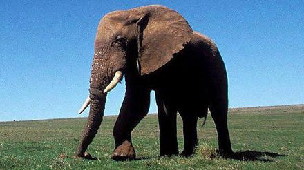 070614elefant