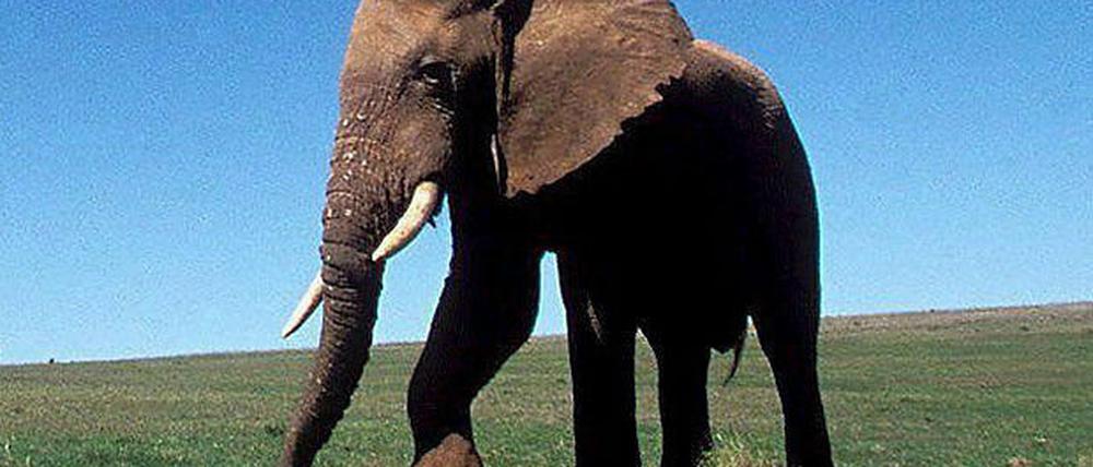 070614elefant