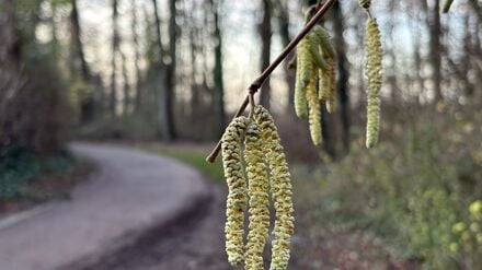 Noch nicht mal Weihnachten, aber schon die ersten Frühlingsboten: An einem Haselstrauch blühen die sogenannten Kätzchen. 