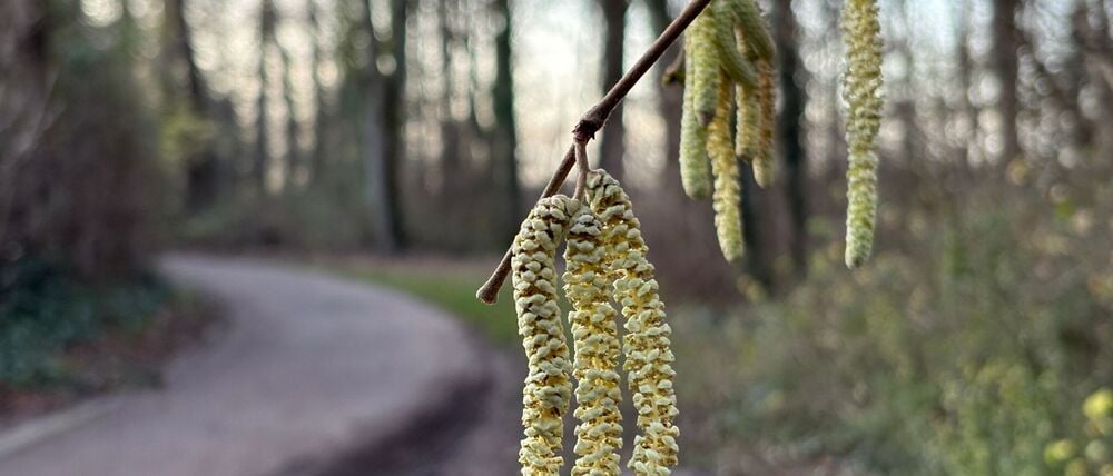Noch nicht mal Weihnachten, aber schon die ersten Frühlingsboten: An einem Haselstrauch blühen die sogenannten Kätzchen. 