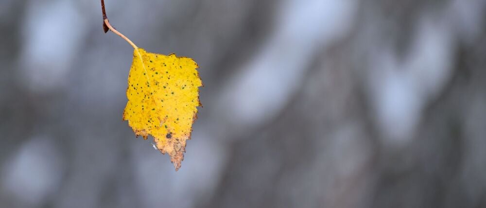 Zum Schlittenfahren reicht es nicht: An Heiligabend kann es nach bisheriger Wetter-Prognose etwas Schneegriesel geben - und das wohl nur im Süden Brandenburgs.