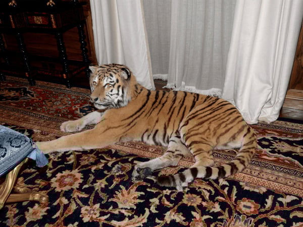 What appears to be a stuffed tiger is shown in Jeffrey Epstein's Manhattan home in this image released by the Department of Justice in Washington, D.C., U.S., on December 19, 2025 as part of a new trove of documents from its investigations into the late financier and convicted sex offender Jeffrey Epstein. U.S. Justice Department/Handout via REUTERS THIS IMAGE HAS BEEN SUPPLIED BY A THIRD PARTY THIS PICTURE WAS PROCESSED BY REUTERS TO ENHANCE QUALITY. AN UNPROCESSED VERSION HAS BEEN PROVIDED SEPARATELY.