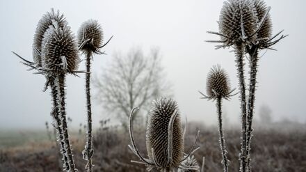 „Zunehmend winterlich kalt“, lautet die Vorhersage des Deutschen Wetterdiensts (DWD) für die nächsten Tage.