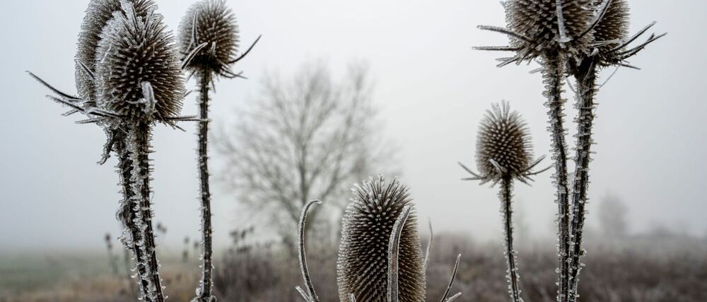 „Zunehmend winterlich kalt“, lautet die Vorhersage des Deutschen Wetterdiensts (DWD) für die nächsten Tage.