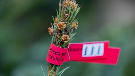 In Brandenburg stehlen Diebe Weihnachtsbäume von Verkaufsständen. (Symbolbild)
