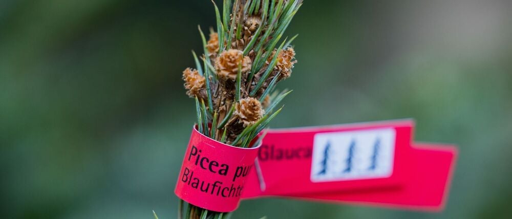 In Brandenburg stehlen Diebe Weihnachtsbäume von Verkaufsständen. (Symbolbild)