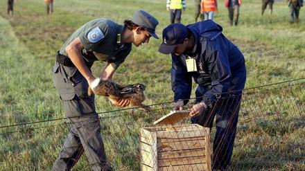 Hasenjagd am Mailänder Flughafen