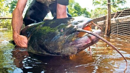 Auch in Brandenburg zu Hause: Der Wels ist der Fisch des Jahres 2026.