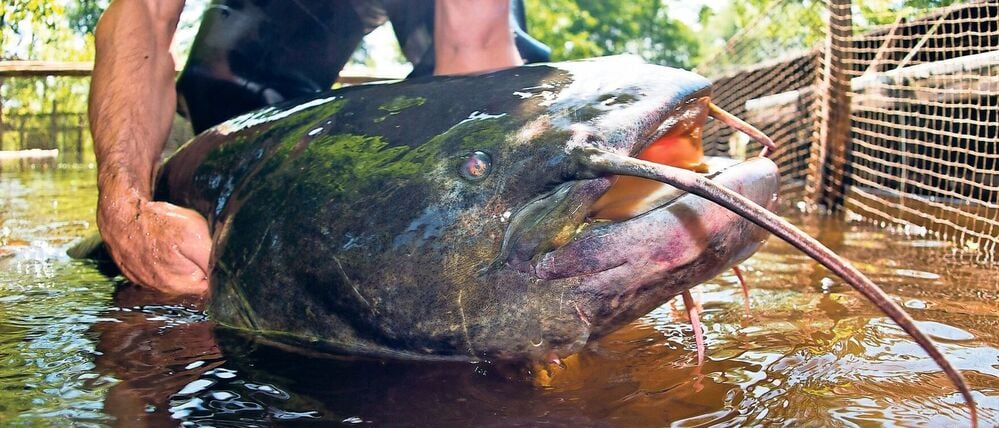 Auch in Brandenburg zu Hause: Der Wels ist der Fisch des Jahres 2026.