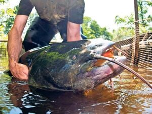 Auch in Brandenburg zu Hause: Der Wels ist der Fisch des Jahres 2026.