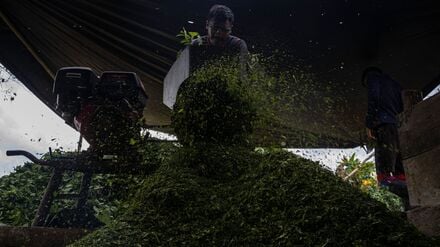 Kolumbien ist der größte Kokainproduzent der Welt. (Archivbild)