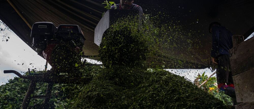 Kolumbien ist der größte Kokainproduzent der Welt. (Archivbild)