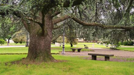 Eine Zeder in einem Stadtpark. Wäre das auch was für deutsche Großstädte, etwa Berlin?