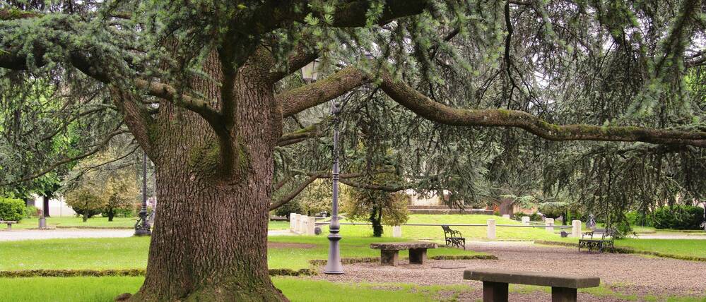 Eine Zeder in einem Stadtpark. Wäre das auch was für deutsche Großstädte, etwa Berlin?