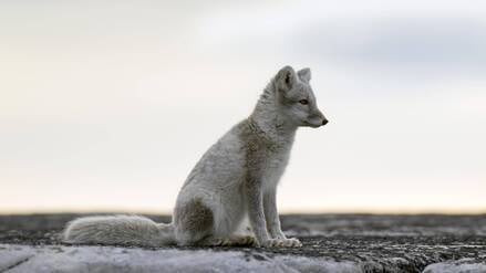 Ein Polarfuchs, wo er hingehört: In Spitzbergen zwischen Norwegen und Nordpol.