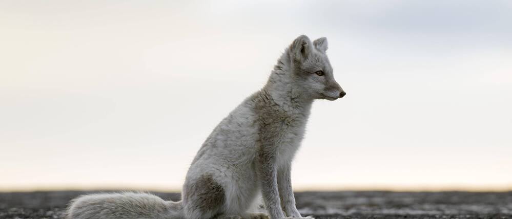 Ein Polarfuchs, wo er hingehört: In Spitzbergen zwischen Norwegen und Nordpol.