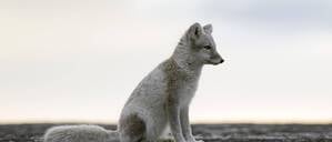 Ein Polarfuchs, wo er hingehört: In Spitzbergen zwischen Norwegen und Nordpol.
