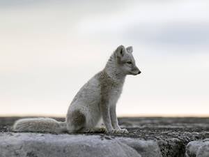 Ein Polarfuchs, wo er hingehört: In Spitzbergen zwischen Norwegen und Nordpol.